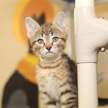 Paneer -  Domestic Short Hair Cat for Adoption in Evansville, Indiana - Paneer | PetCurious