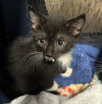 Spool -  Domestic Short Hair Cat for Adoption in Chamblee, Georgia - Spool | PetCurious