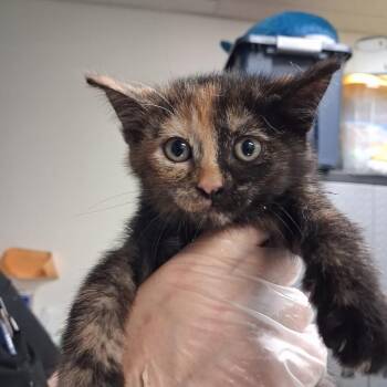 Ada Wong -  Domestic Short Hair Cat for Adoption in Newark, New Jersey - Ada Wong | PetCurious