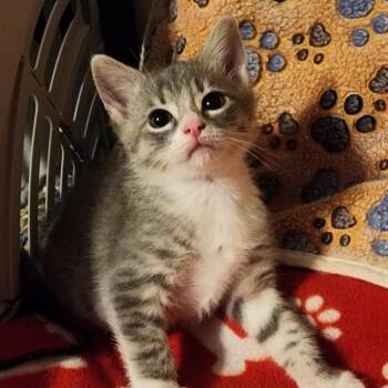 Mora -  Domestic Short Hair Cat for Adoption in Shinnston, West Virginia - Mora | PetCurious