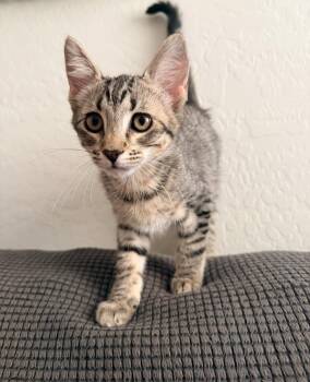 Steve -  Domestic Short Hair and Tabby Cat Available for Adoption in Glendale, Arizona - Steve | PetCurious