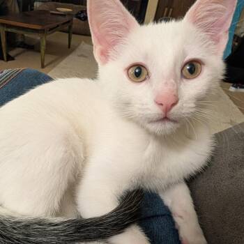 Dewey -  Domestic Short Hair Cat for Adoption in Milan, Illinois - Dewey | PetCurious
