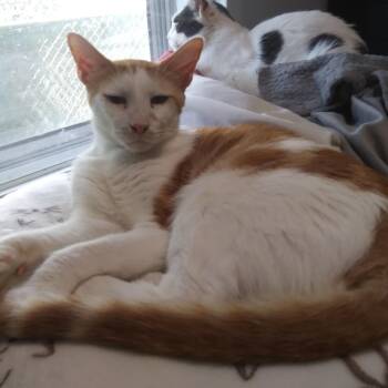 Pete -  Domestic Short Hair Cat for Adoption in PORT WENTWRTH, Georgia - Pete | PetCurious