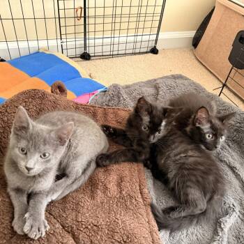 Dusky (Sharks) -  Domestic Short Hair Cat for Adoption in Charlotte, North Carolina - Dusky (Sharks) | PetCurious