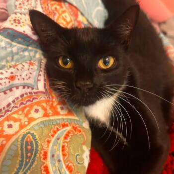 Luna -  Domestic Short Hair Cat for Adoption - Luna | PetCurious