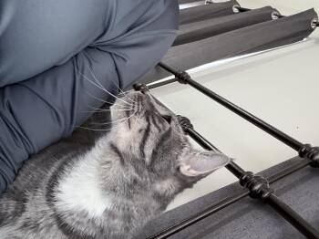 Rescue Domestic Short Hair Cats for Adoption - Stormy-Patience Is A Virtue, And She Is Your Purr-fect Reward. | PetCurious