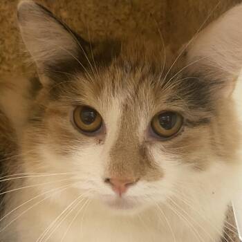 Savanah -  Domestic Short Hair Cat for Adoption in Reno, Nevada - Savanah | PetCurious