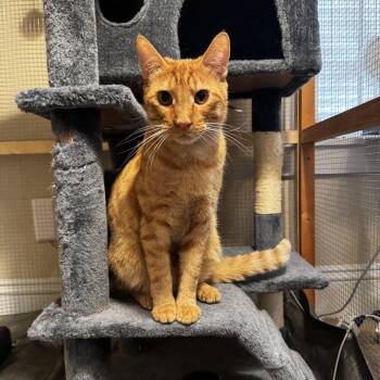 Jupiter -  Domestic Short Hair Cat for Adoption in Spokane, Washington - Jupiter | PetCurious