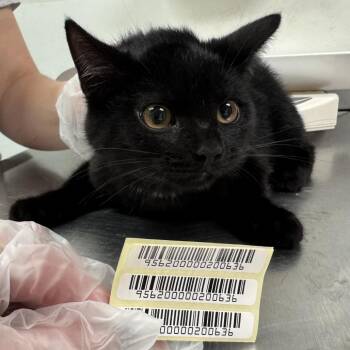 Domestic Medium Hair Cats Available for Adoption in Charleston, West Virginia - Juno | PetCurious