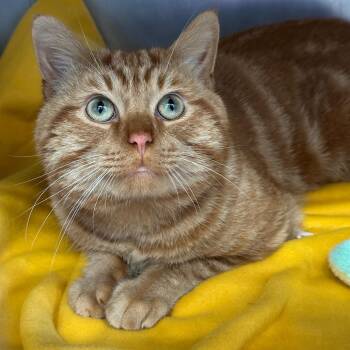 Pumpkin -  Domestic Short Hair Cat for Adoption in Chicago, Illinois - Pumpkin | PetCurious