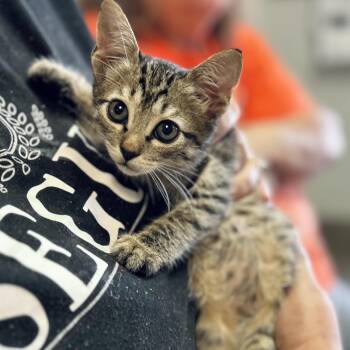 Rescue American Shorthair Cats for Adoption in Seguin, Texas - Cora | PetCurious