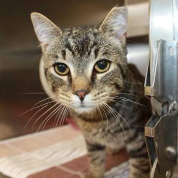Bob Zombie -  Domestic Short Hair Cat for Adoption in Richmond, Virginia - Bob Zombie | PetCurious