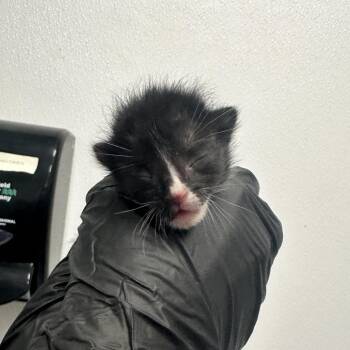 Domestic Short Hair Cats Available for Adoption in Abilene, Texas - Bosch | PetCurious