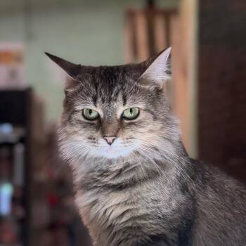 Mama Bobby -  Domestic Short Hair Cat for Adoption in Mt. Juliet, Tennessee - Mama Bobby | PetCurious