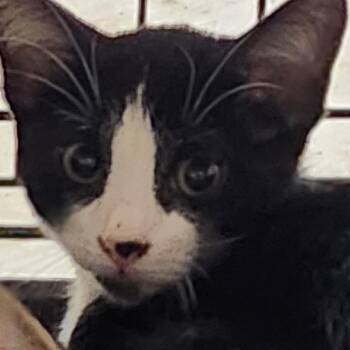 K46326 -  Domestic Short Hair Cat for Adoption in Corsicana, Texas - K46326 | PetCurious