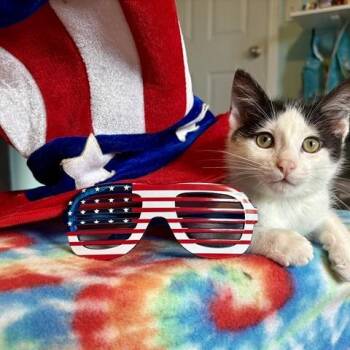Spike -  Domestic Short Hair Cat for Adoption in Ferndale, Washington - Spike | PetCurious