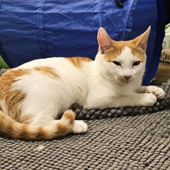 Domestic Short Hair Cats Available for Adoption - Beau | PetCurious