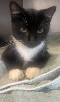 Vino -  Domestic Short Hair Cat for Adoption in Chamblee, Georgia - Vino | PetCurious