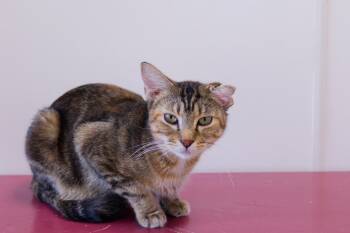 Domestic Short Hair Cats Available for Adoption - Lindie | PetCurious