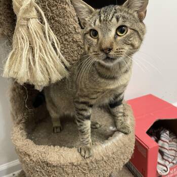 Rescue Domestic Short Hair Cats for Adoption in Seneca, South Carolina - Sir Meowington Of Iva | PetCurious