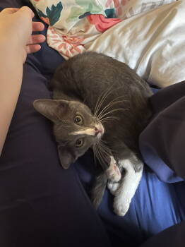 Rescue Domestic Short Hair Cats for Adoption in San Jose, California - Gracie (bonded W/George) | PetCurious