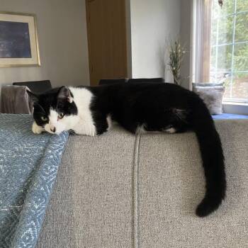 Domestic Short Hair Cats Available for Adoption in Minnetonka, Minnesota - Mickey C69220 | PetCurious