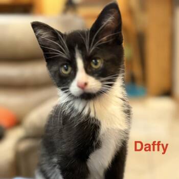 Daffy -  Domestic Short Hair Cat for Adoption in Traverse City, Michigan - Daffy | PetCurious