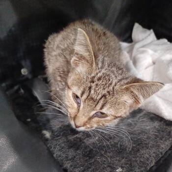 Olivia -  Domestic Short Hair Cat for Adoption in Oak Park, Illinois - Olivia | PetCurious