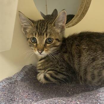 Malinar 2 -  Domestic Short Hair Cat for Adoption in Elyria, Ohio - Malinar 2 | PetCurious