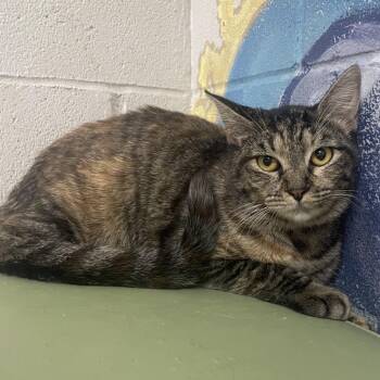 Zoe -  Domestic Short Hair Cat for Adoption in Laredo, Texas - Zoe | PetCurious