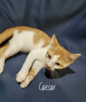 Rescue Domestic Short Hair Cats for Adoption in Aurora, Indiana - Hogans : Caesar | PetCurious