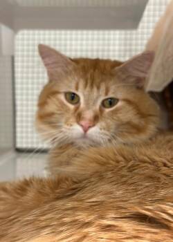 Domestic Long Hair Cats Available for Adoption - Gonzo | PetCurious