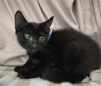 SOOT -  Domestic Short Hair Cat for Adoption in Fort Lauderdale, Florida - SOOT | PetCurious