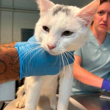 Domestic Short Hair Cats Available for Adoption in Huntington, West Virginia - Dalton | PetCurious