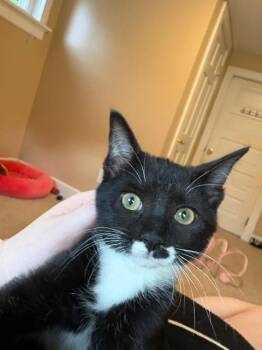 Nicoise -  Domestic Short Hair Cat for Adoption in Cincinnati, Ohio - Nicoise | PetCurious
