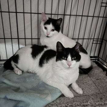 Domestic Medium Hair Cats Available for Adoption - Batman And Robin 0525 RB (Bonded) | PetCurious