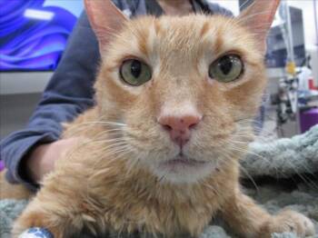 POLNAREFF -  Domestic Short Hair Cat for Adoption in Derwood, Maryland - POLNAREFF | PetCurious