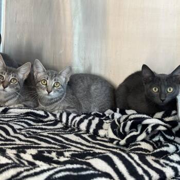 Alex -  Domestic Short Hair Cat for Adoption in Matteson, Illinois - Alex | PetCurious