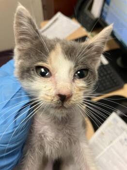 PEACHES -  Domestic Short Hair Cat for Adoption in Long Beach, California - PEACHES | PetCurious