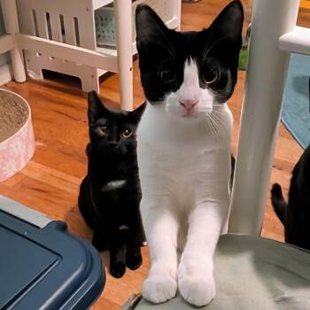 Rescue Domestic Short Hair Cats for Adoption in Portland, Oregon - Kali And Vesta (bonded Sisters) | PetCurious