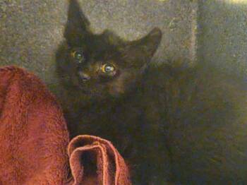 THEODEN -  Domestic Medium Hair Cat for Adoption in Tustin, California - THEODEN | PetCurious