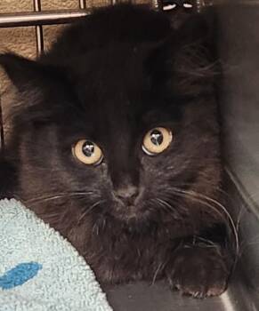 Twinkle -  Domestic Medium Hair Cat for Adoption in Vancouver, Washington - Twinkle | PetCurious