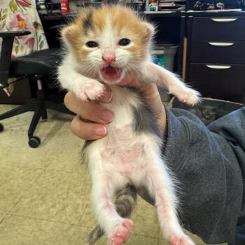 Polina -  Domestic Short Hair Cat for Adoption in Birmingham, Alabama - Polina | PetCurious
