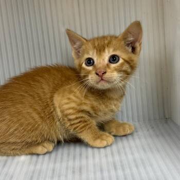 Cisco -  Domestic Short Hair Cat for Adoption in Pauls Valley, Oklahoma - Cisco | PetCurious