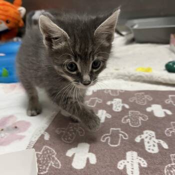 Brazil Nut -  Domestic Short Hair Cat for Adoption in Long Beach, California - Brazil Nut | PetCurious