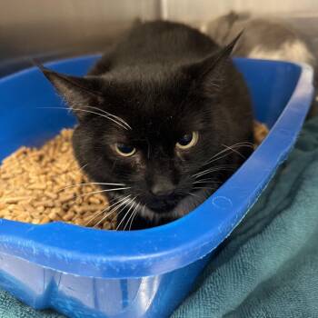 Bean -  Domestic Short Hair Cat for Adoption in Port Charlotte, Florida - Bean | PetCurious