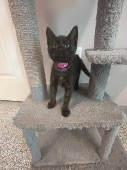 Ginger -  Domestic Short Hair Cat for Adoption in Athens, Tennessee - Ginger | PetCurious