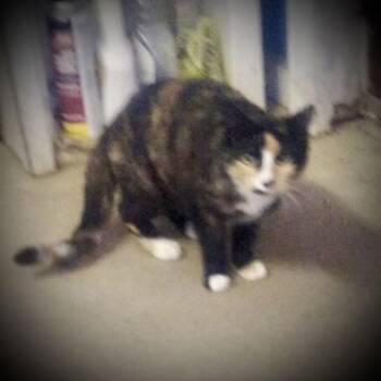 Tortoiseshell Cats Available for Adoption - Layla (Torti & White Female 1) | PetCurious