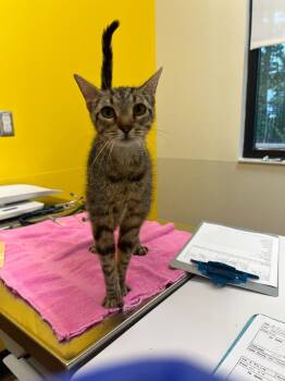 Sheila -  Domestic Short Hair Cat for Adoption in Raleigh, North Carolina - Sheila | PetCurious