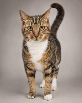 Tabby Cats Available for Adoption in Miami, Florida - Monet | PetCurious